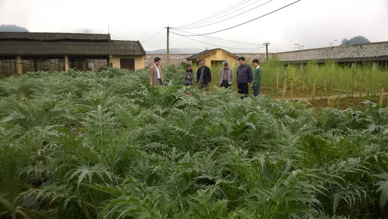 Atiso có tác dụng thanh nhiệt, mát gan, lợi mật