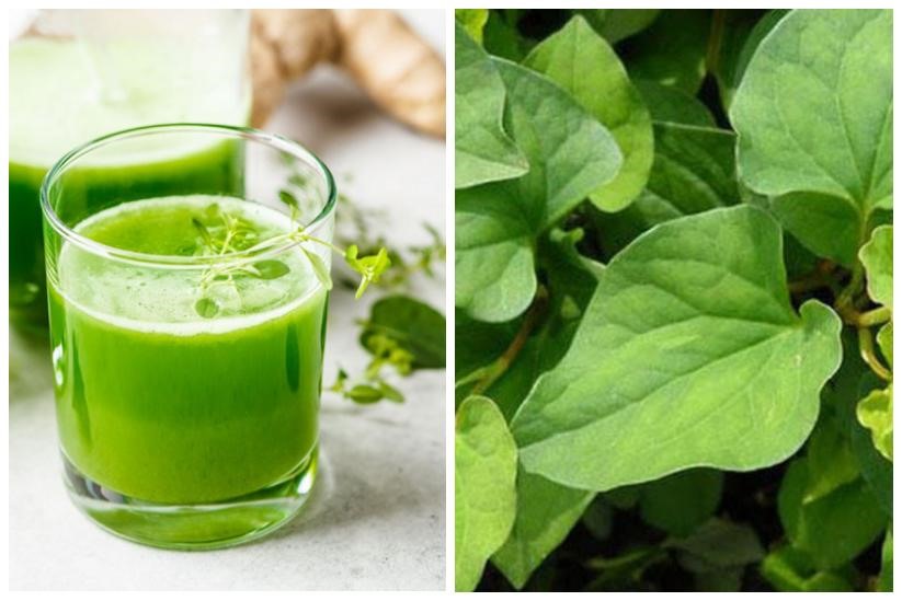 Hàm lượng vitamin C trong rau diếp cá rất cao, kháng khuẩn tốt, giúp cơ thể giải độc, thanh nhiệt. Nếu bạn nóng gan hãy làm thức uống mát gan từ diếp cá bởi vô cùng đơn giản. Bạn chỉ cần đi chợ chọn lấy 1 nắm diếp cá, loại bỏ các lá hỏng, rửa sạch, xay nhuyễn làm sinh tố uống mỗi ngày.