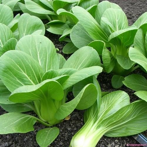 Cải chíp được xem là món rau có hàm lượng canxi cao