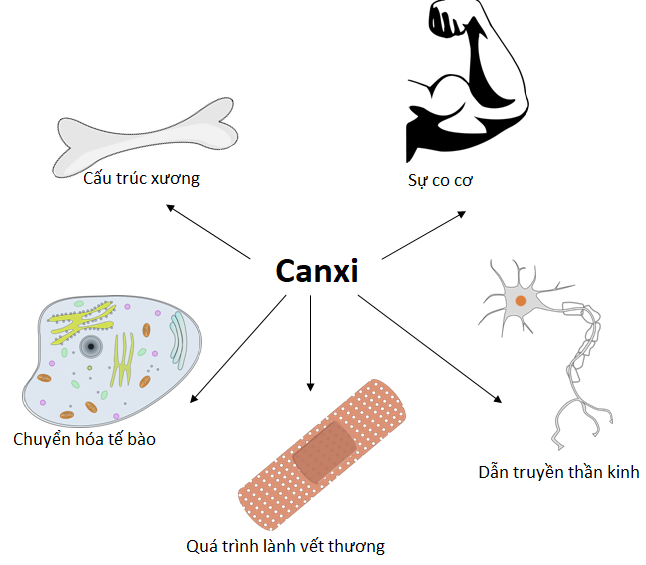 Vai trò của Canxi trong cơ thể